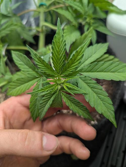 Gen 4. Week 4