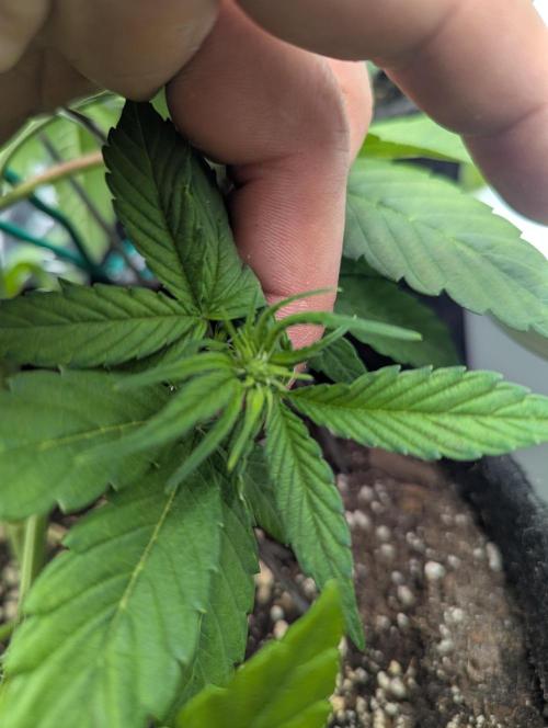 Gen 4. Week 4