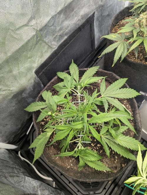 Gen 4. Week 4 - Strawberry Gorilla - Day 25: Also topdressed yesterday. just LST