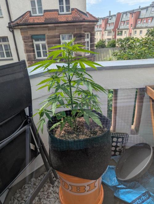 Outdoor 1. Week 5 - Day 33: Topdressed about 3 days ago. 