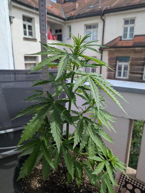 Outdoor 1. Week 5 - She's exploding. 43cm