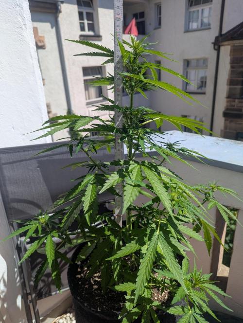 Outdoor 1. Week 6 - about 2 ft on day 40