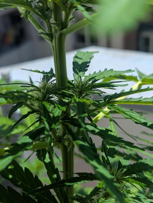 Outdoor 1. Week 6 - Starting to see some buds