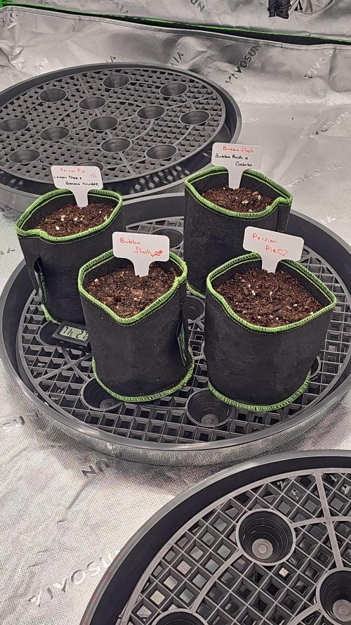 GHS 2x Persian Pie & Bubba Slush. Week 0