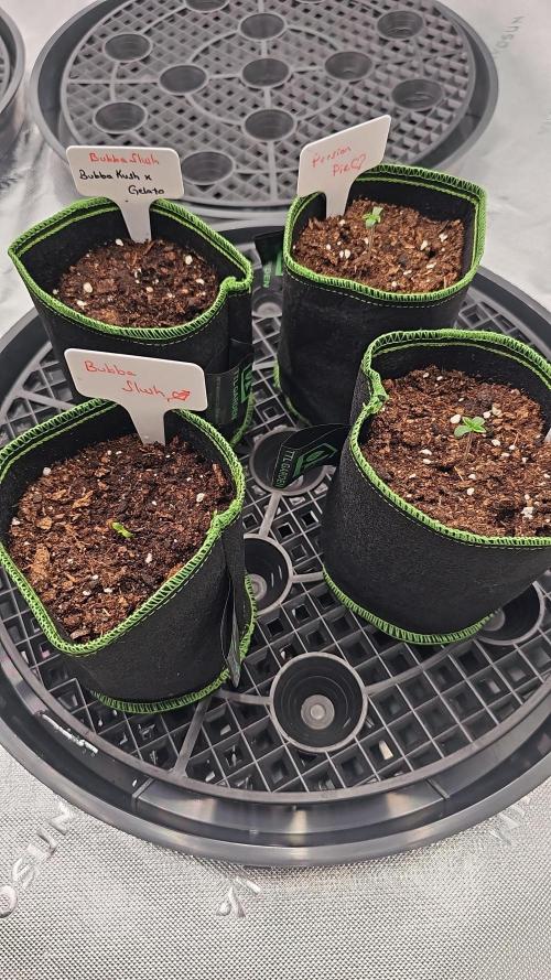GHS 2x Persian Pie & Bubba Slush. Week 1