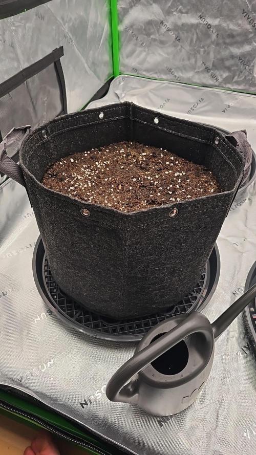GHS 2x Persian Pie & Bubba Slush. Week 1 - Final living soil Pots already preped and waterd 