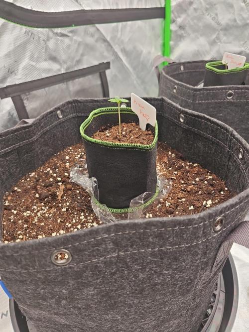 GHS 2x Persian Pie & Bubba Slush. Week 1