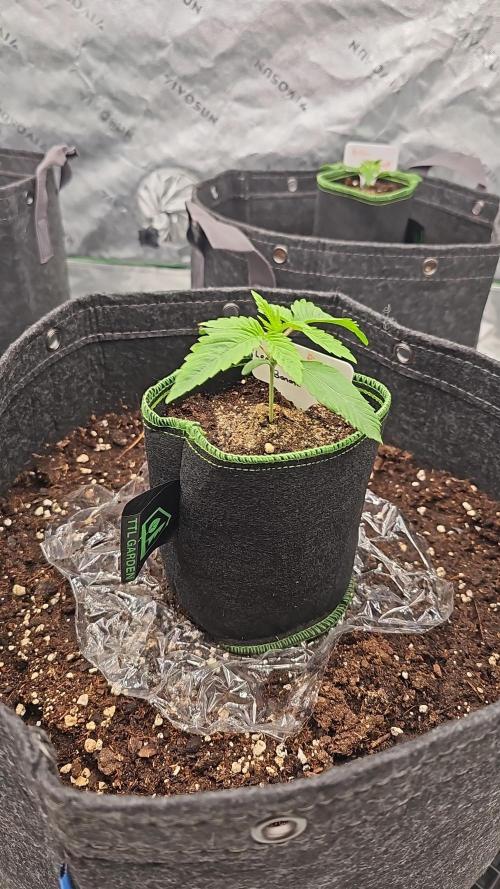 GHS 2x Persian Pie & Bubba Slush. Week 2
