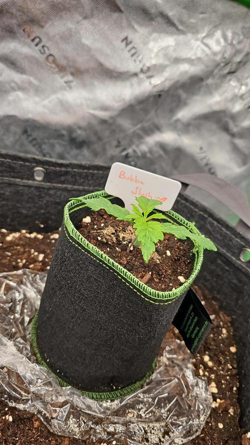 GHS 2x Persian Pie & Bubba Slush. Week 2