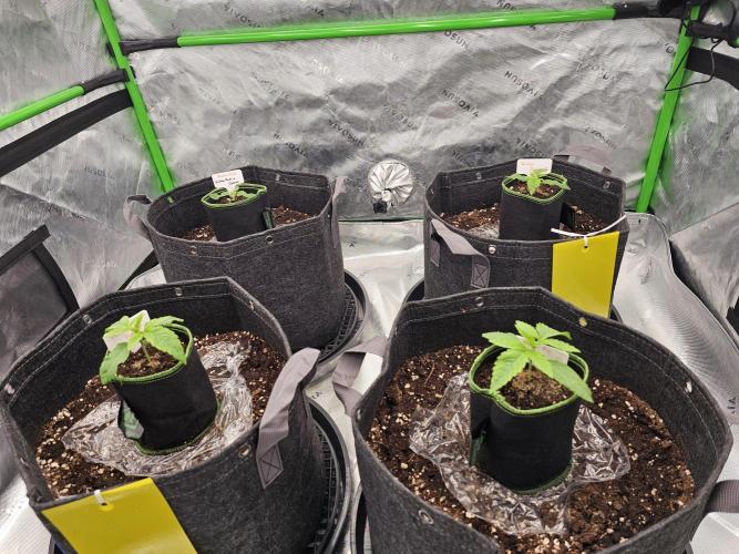 GHS 2x Persian Pie & Bubba Slush. Week 3
