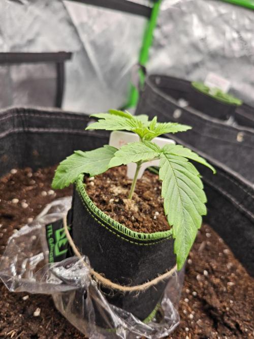 GHS 2x Persian Pie & Bubba Slush. Week 3
