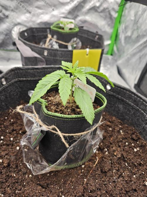 GHS 2x Persian Pie & Bubba Slush. Week 3