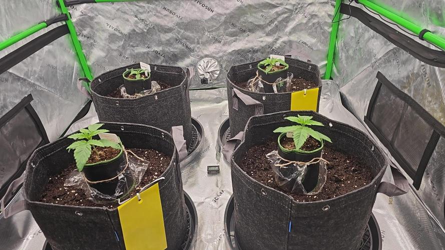 GHS 2x Persian Pie & Bubba Slush. Week 3