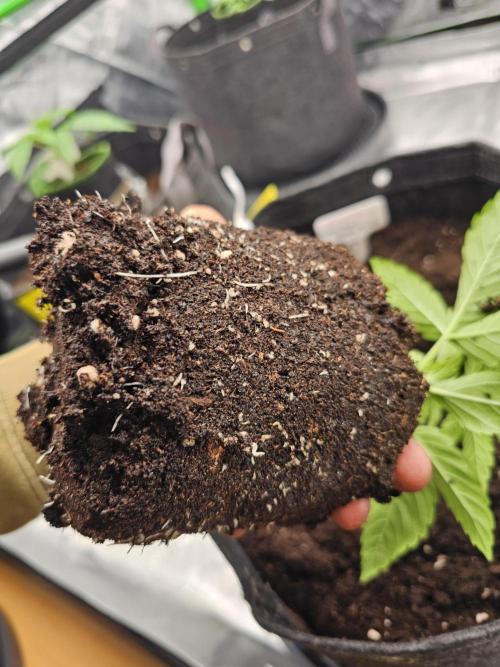 GHS 2x Persian Pie & Bubba Slush. Week 3