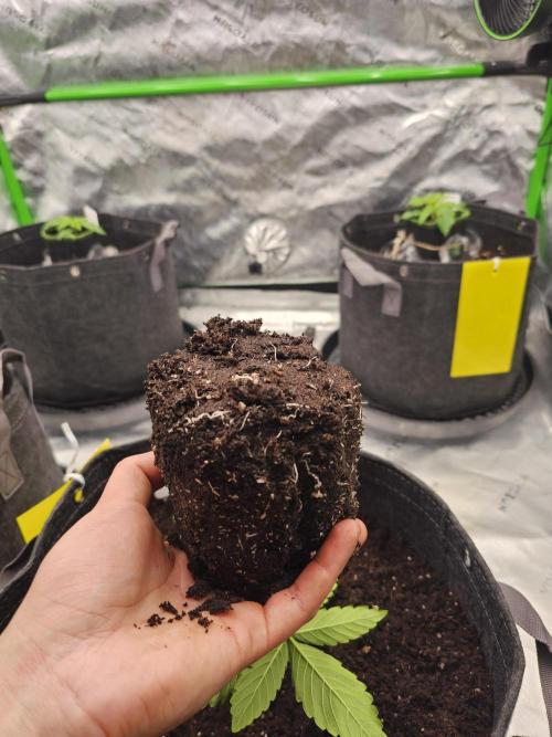 GHS 2x Persian Pie & Bubba Slush. Week 3