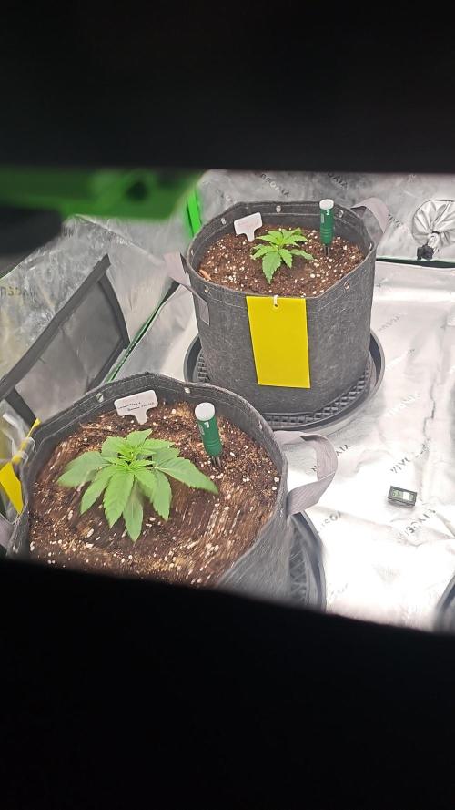 GHS 2x Persian Pie & Bubba Slush. Week 3