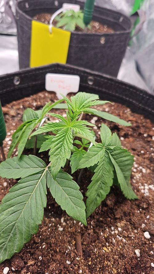 GHS 2x Persian Pie & Bubba Slush. Week 3