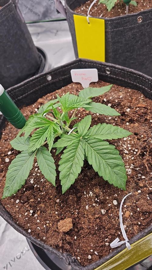 GHS 2x Persian Pie & Bubba Slush. Week 3