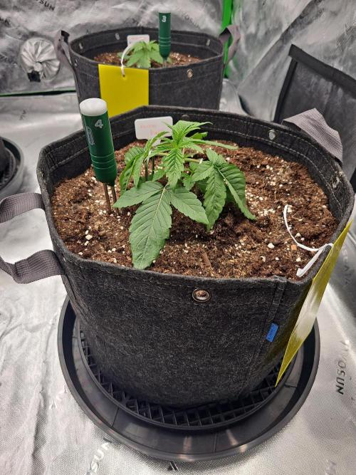 GHS 2x Persian Pie & Bubba Slush. Week 3