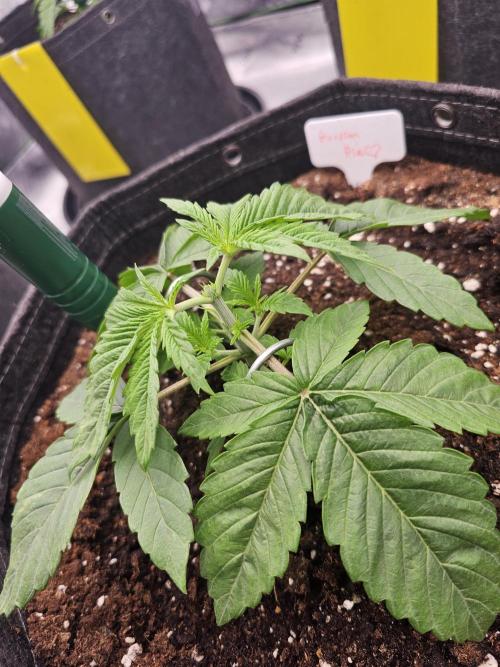 GHS 2x Persian Pie & Bubba Slush. Week 3