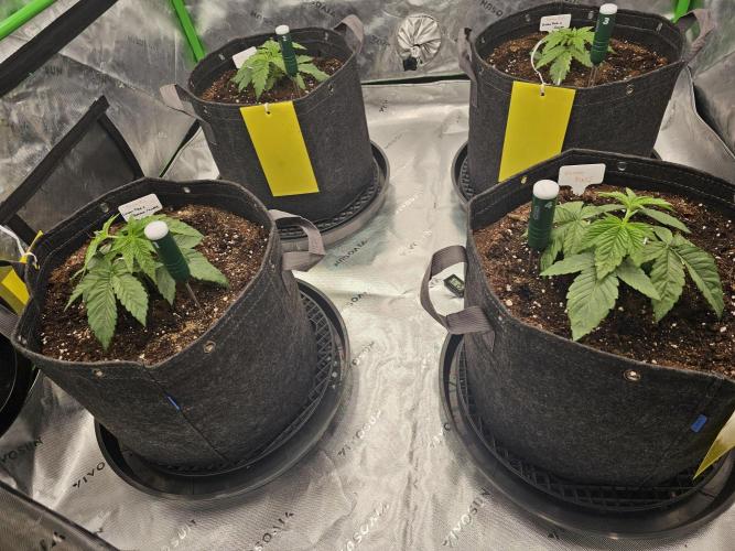 GHS 2x Persian Pie & Bubba Slush. Week 3