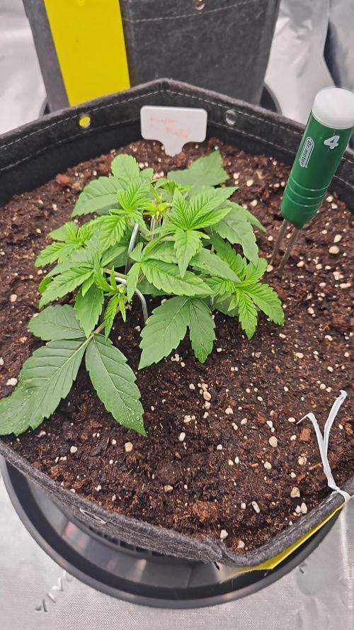 GHS 2x Persian Pie & Bubba Slush. Week 4