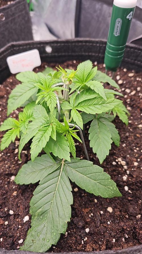 GHS 2x Persian Pie & Bubba Slush. Week 4