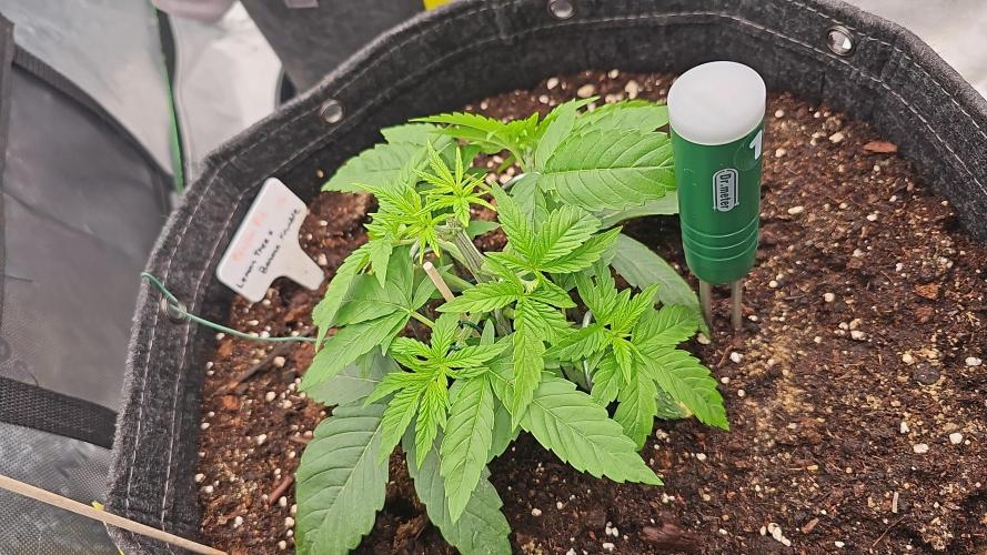 GHS 2x Persian Pie & Bubba Slush. Week 4