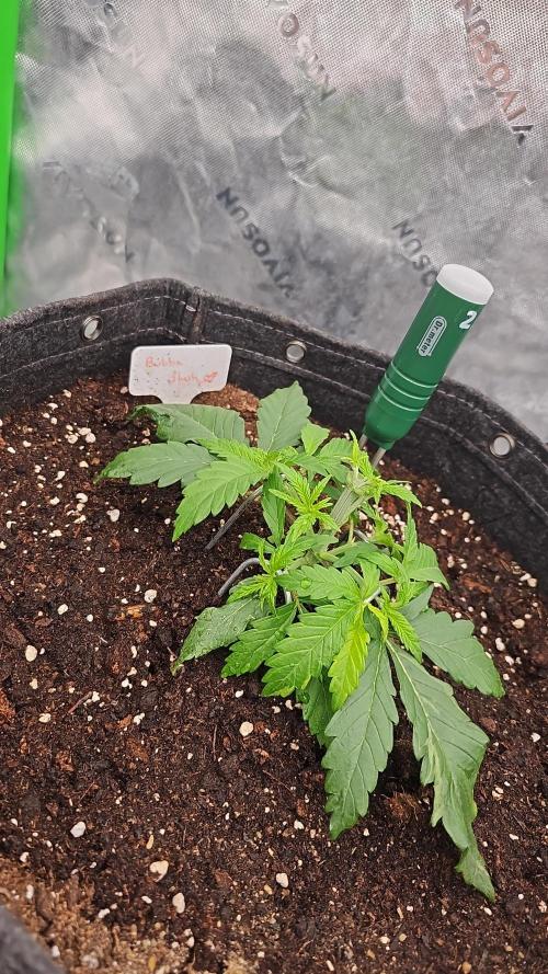GHS 2x Persian Pie & Bubba Slush. Week 4
