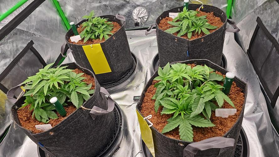 GHS 2x Persian Pie & Bubba Slush. Week 4