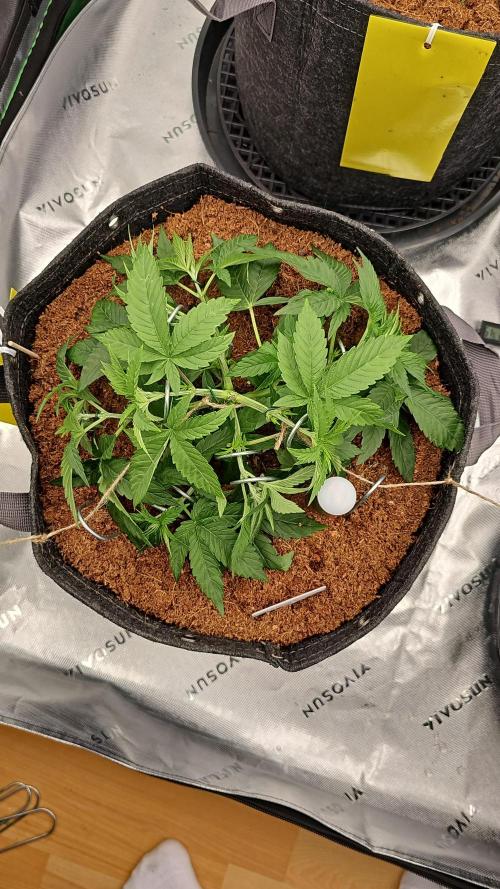 GHS 2x Persian Pie & Bubba Slush. Week 4