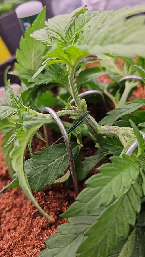 GHS 2x Persian Pie & Bubba Slush. Week 4