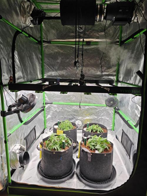 GHS 2x Persian Pie & Bubba Slush. Week 4