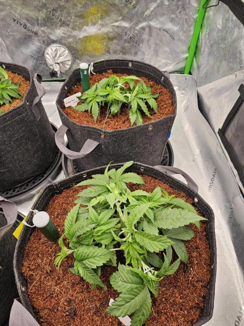 GHS 2x Persian Pie & Bubba Slush. Week 4