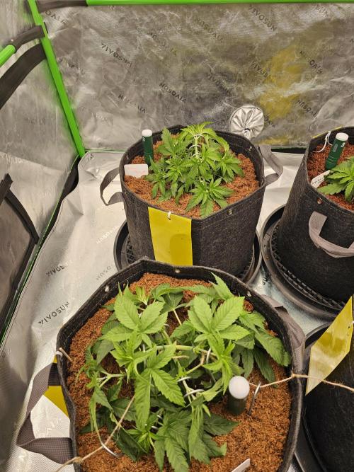 GHS 2x Persian Pie & Bubba Slush. Week 4