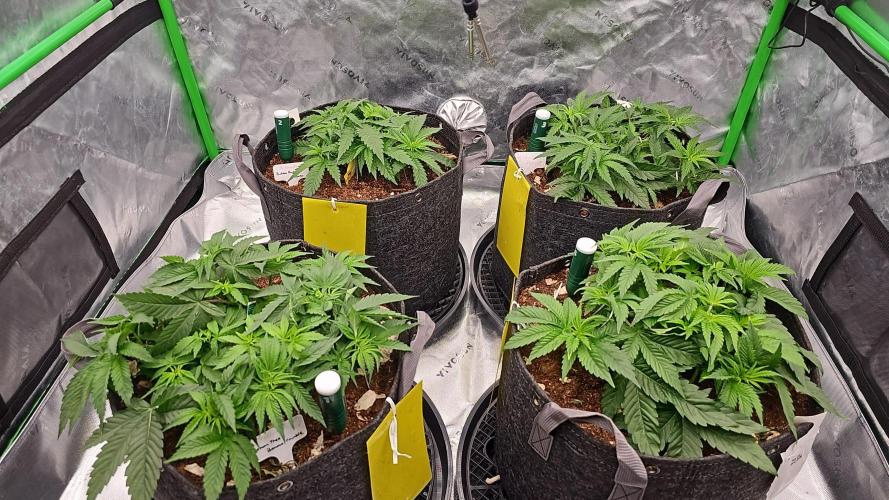 GHS 2x Persian Pie & Bubba Slush. Week 5