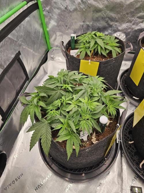 GHS 2x Persian Pie & Bubba Slush. Week 5