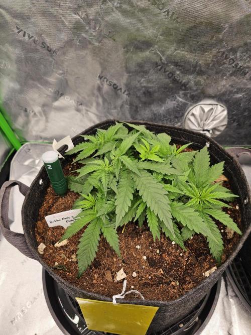 GHS 2x Persian Pie & Bubba Slush. Week 5