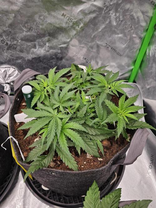 GHS 2x Persian Pie & Bubba Slush. Week 5