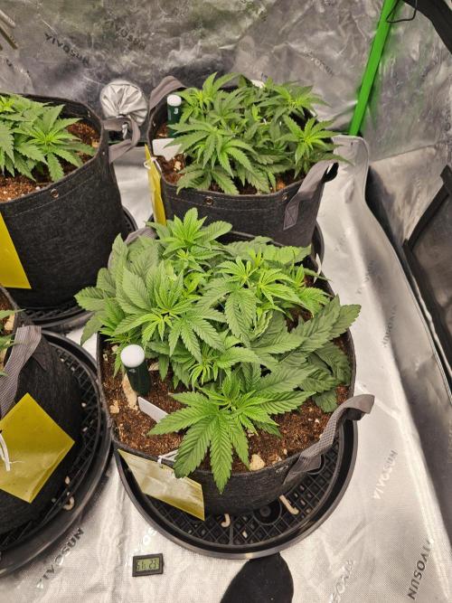 GHS 2x Persian Pie & Bubba Slush. Week 5
