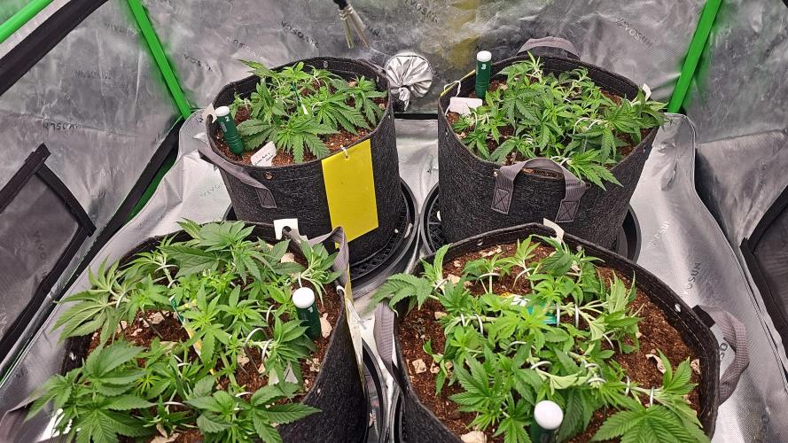 GHS 2x Persian Pie & Bubba Slush. Week 5