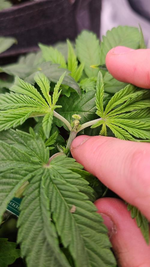 GHS 2x Persian Pie & Bubba Slush. Week 5