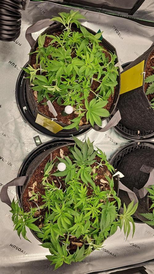 GHS 2x Persian Pie & Bubba Slush. Week 5