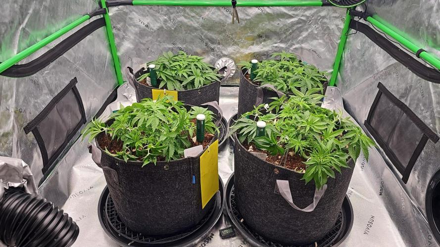 GHS 2x Persian Pie & Bubba Slush. Week 5