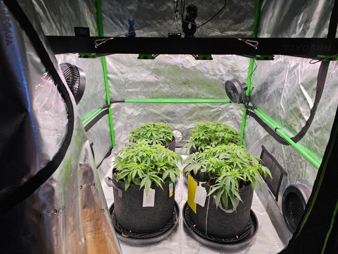 GHS 2x Persian Pie & Bubba Slush. Week 6