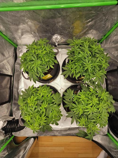 GHS 2x Persian Pie & Bubba Slush. Week 6