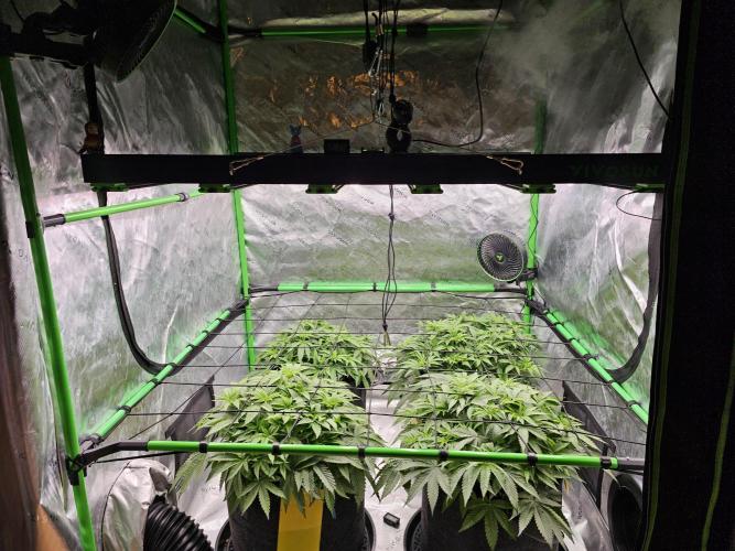 GHS 2x Persian Pie & Bubba Slush. Week 6