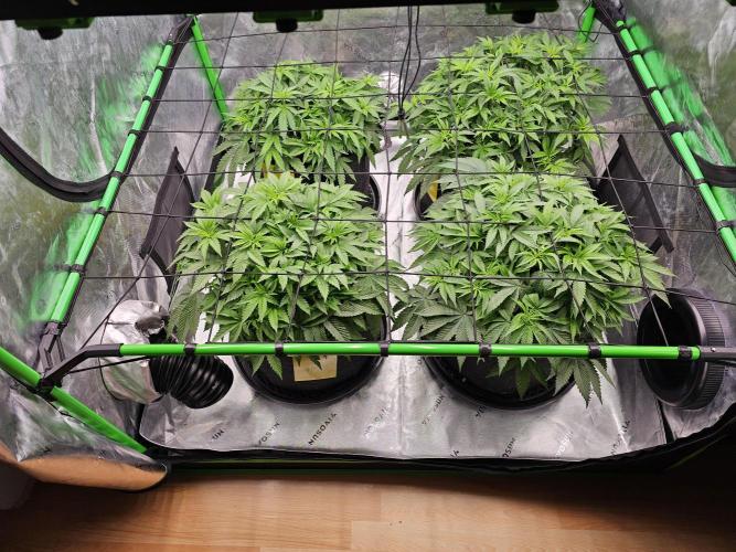 GHS 2x Persian Pie & Bubba Slush. Week 6