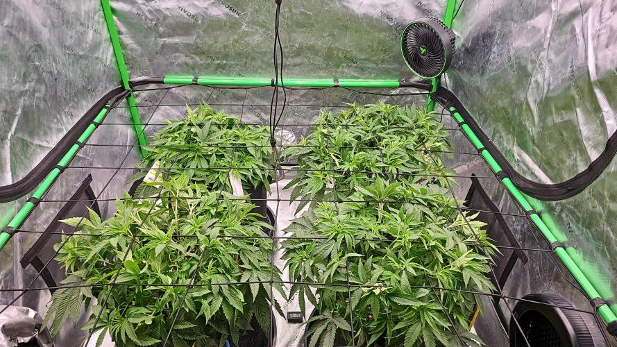 GHS 2x Persian Pie & Bubba Slush. Week 6