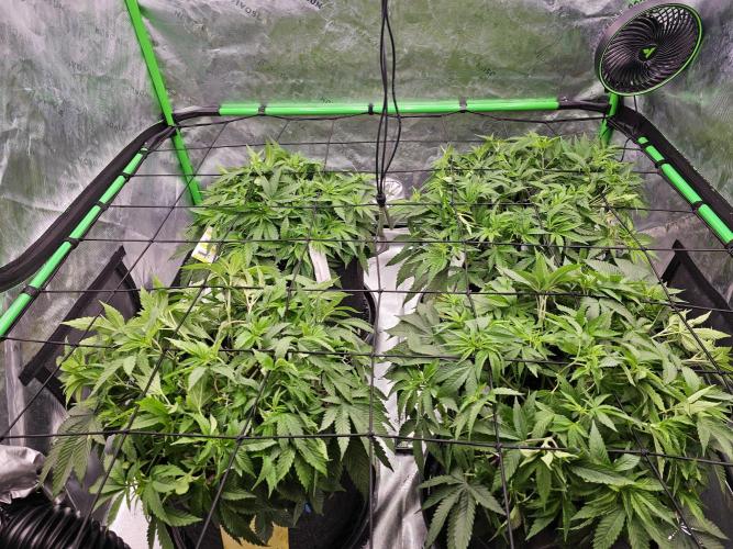 GHS 2x Persian Pie & Bubba Slush. Week 6
